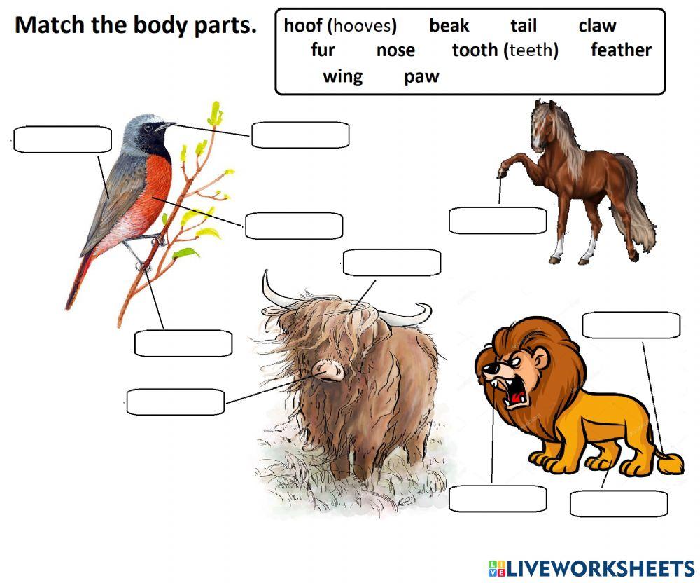 Animal body parts