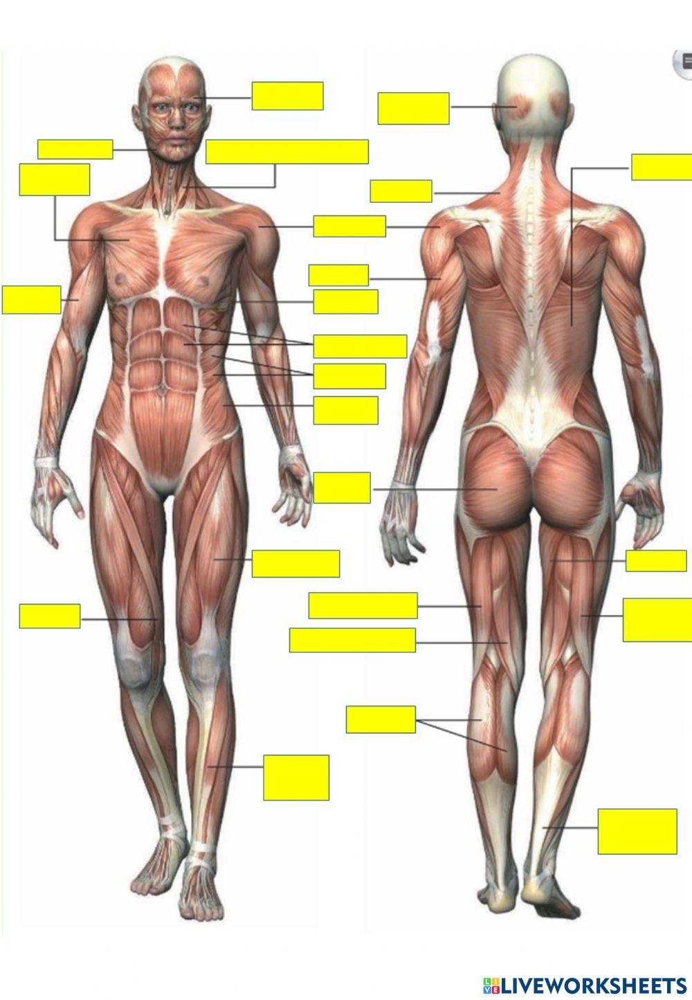 Los músculos - escribir