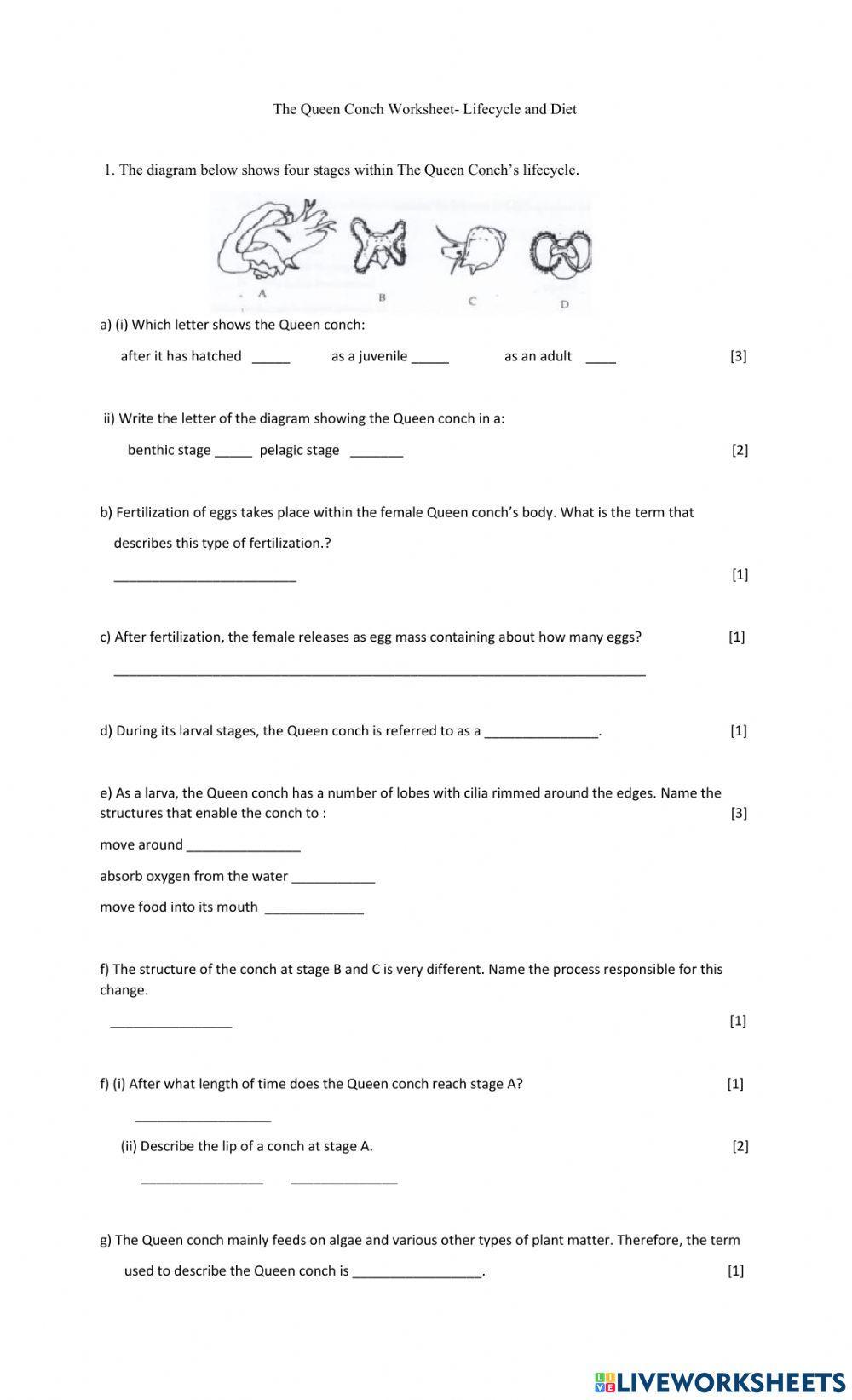 Queen Conch Worksheet