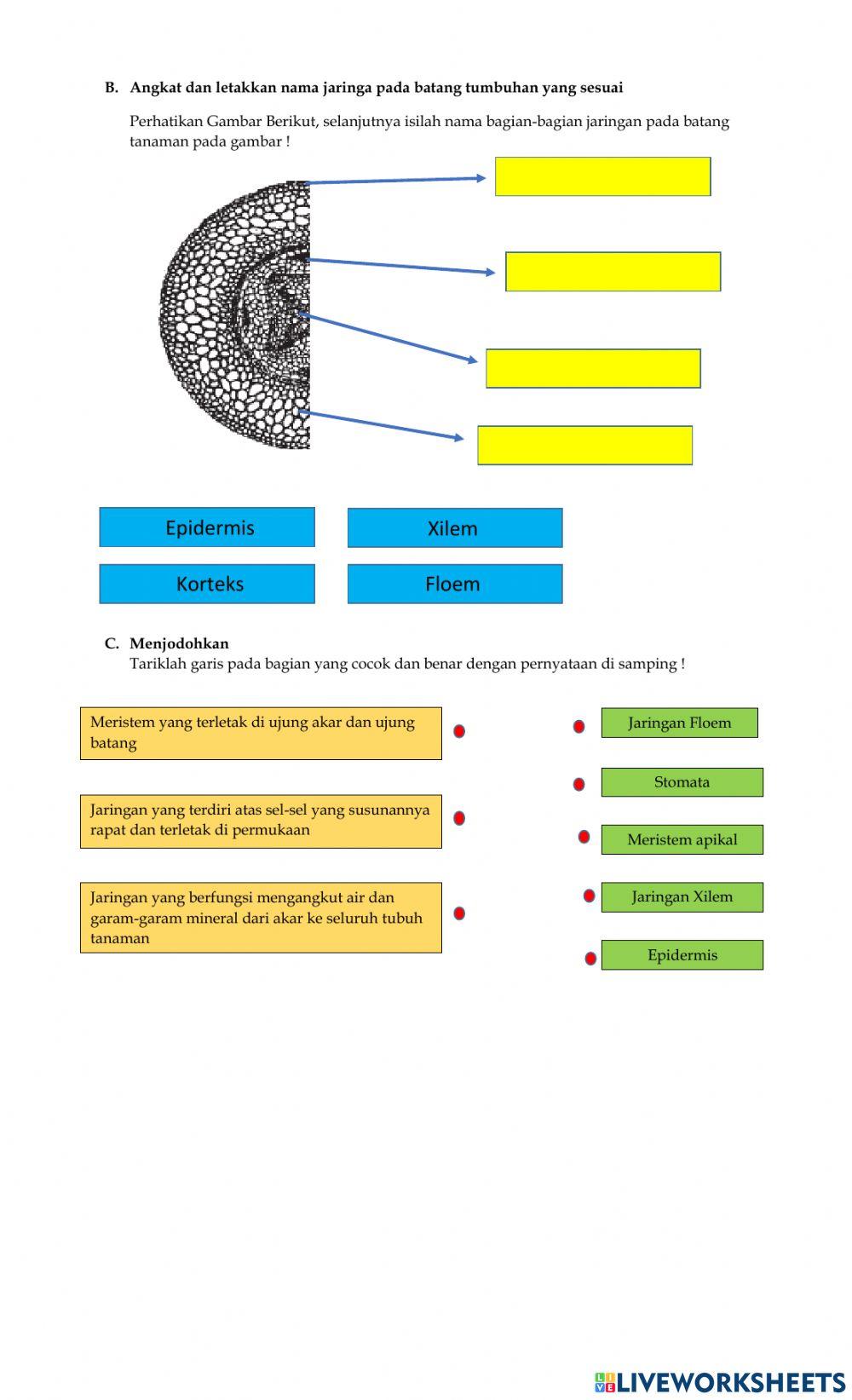LKPD BIO SMK Jaringan Tumbuhan