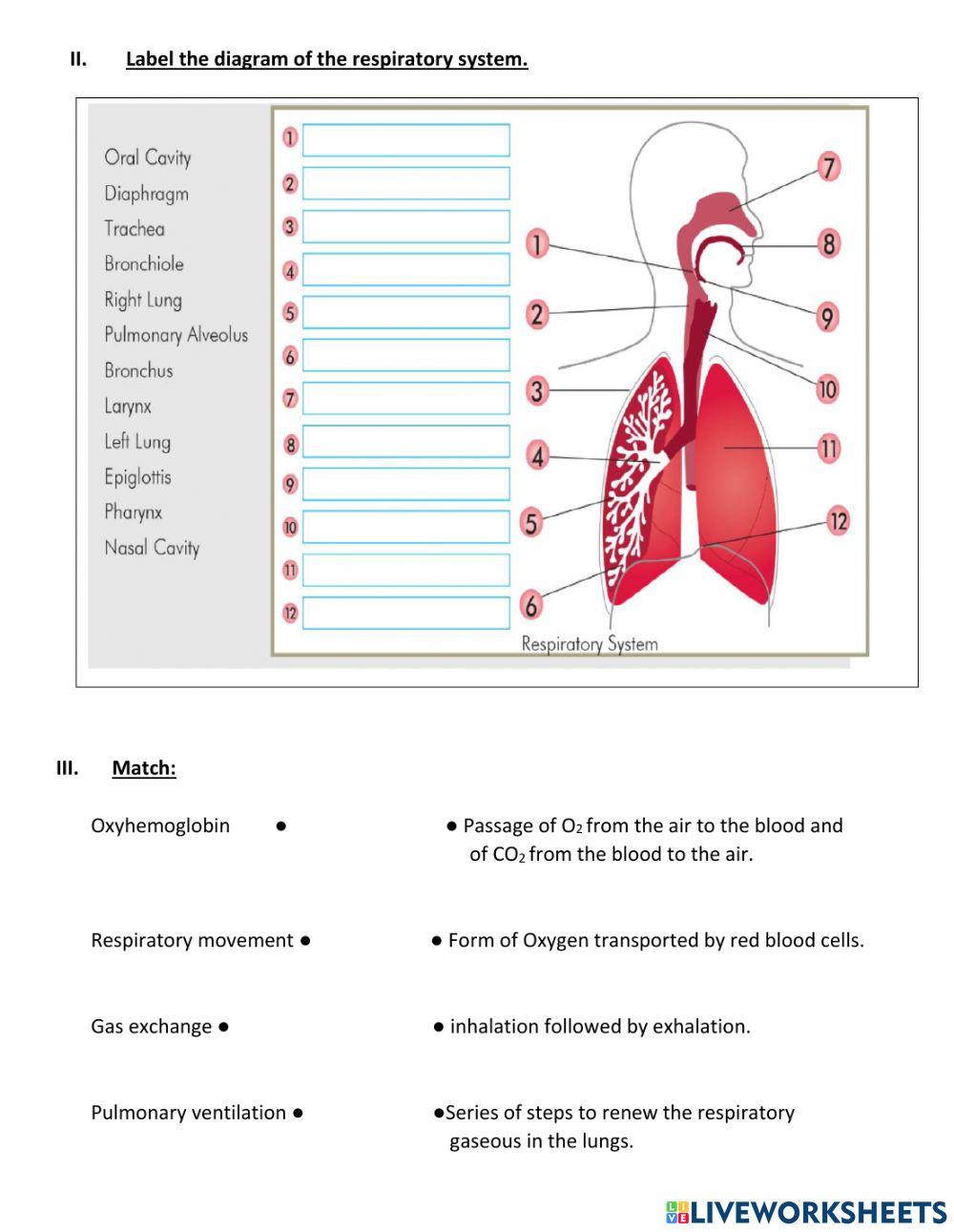 grade 9 respiratory system online exercise for Live Worksheets