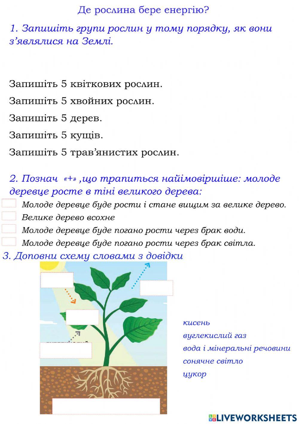 Де рослина бере енергію?
