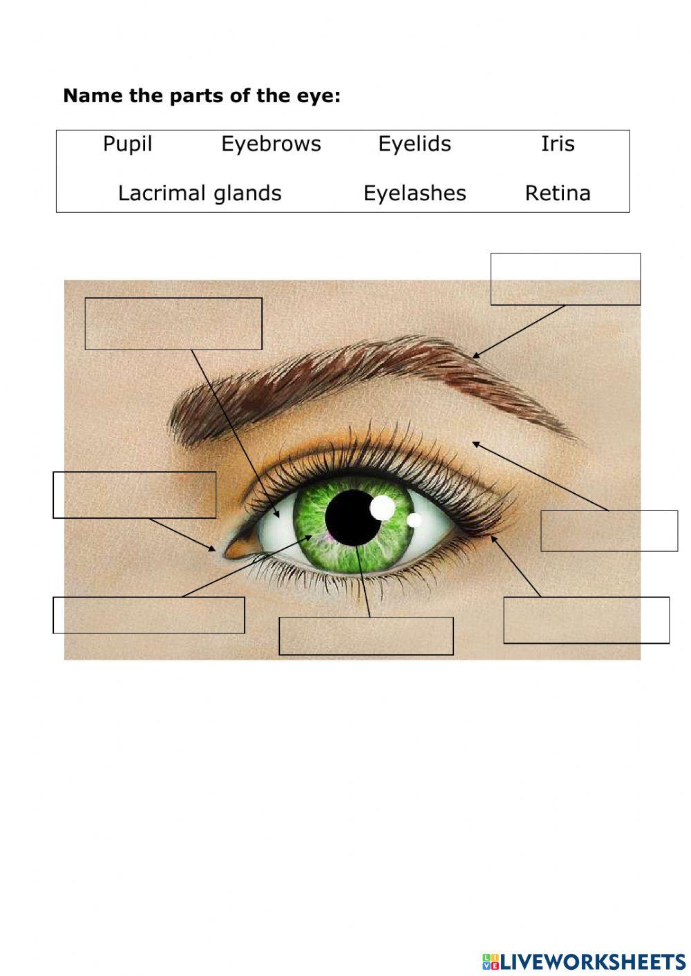 Eye Parts
