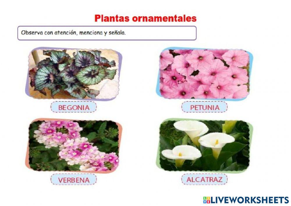 Las plantas y su clasificación