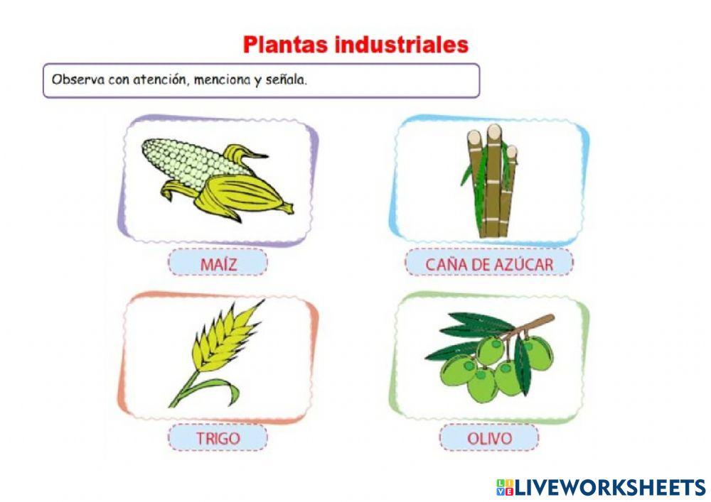 Las plantas y su clasificación
