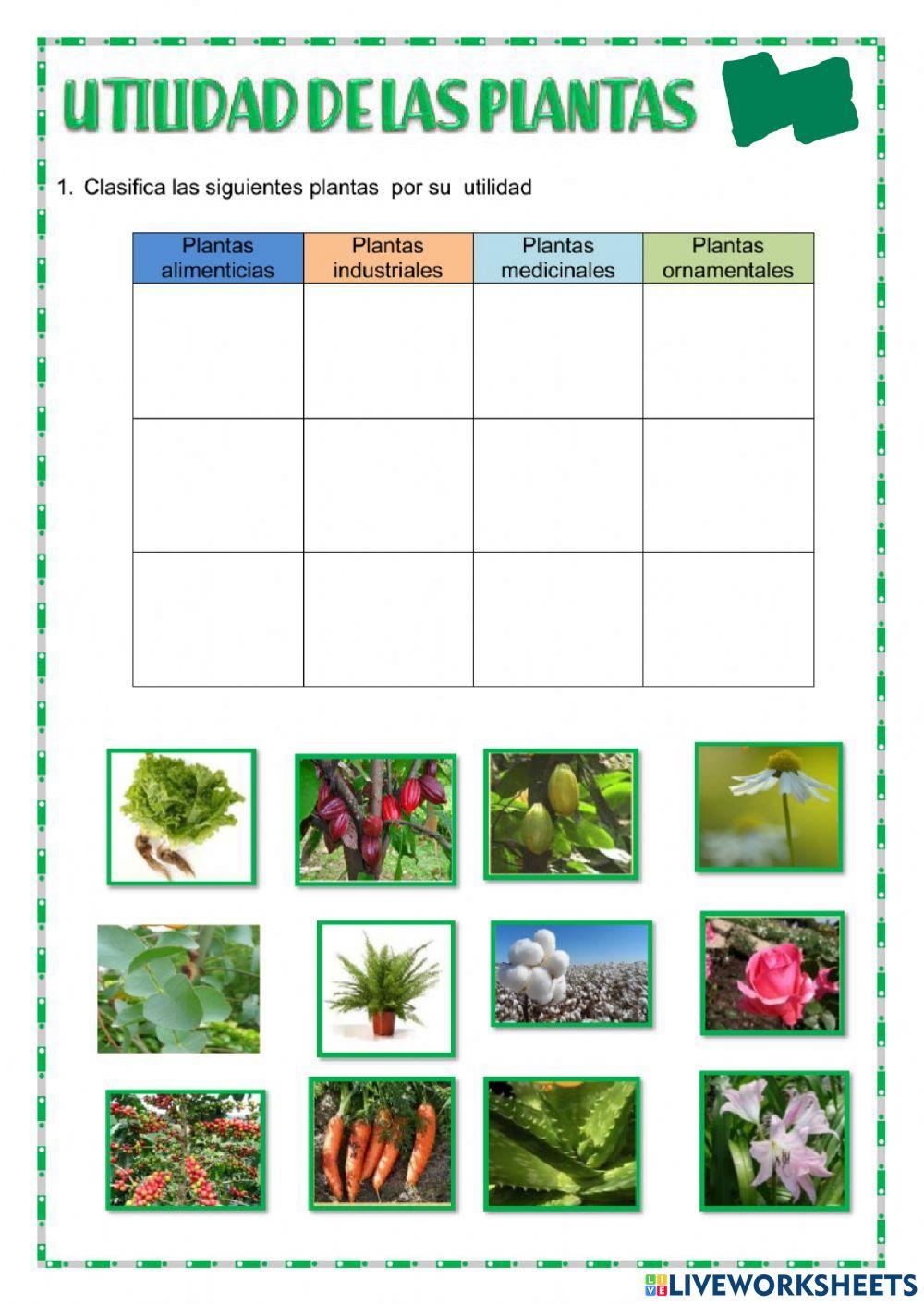 Las plantas y su clasificación