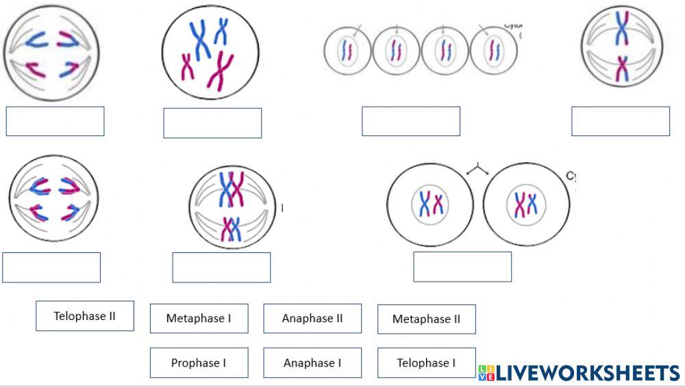 Stages of Meiosis