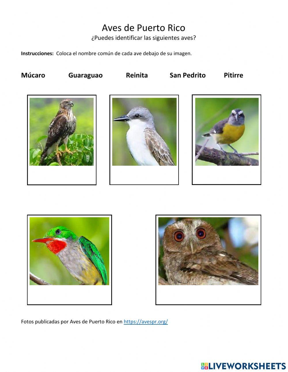 El plumaje del Múcaro