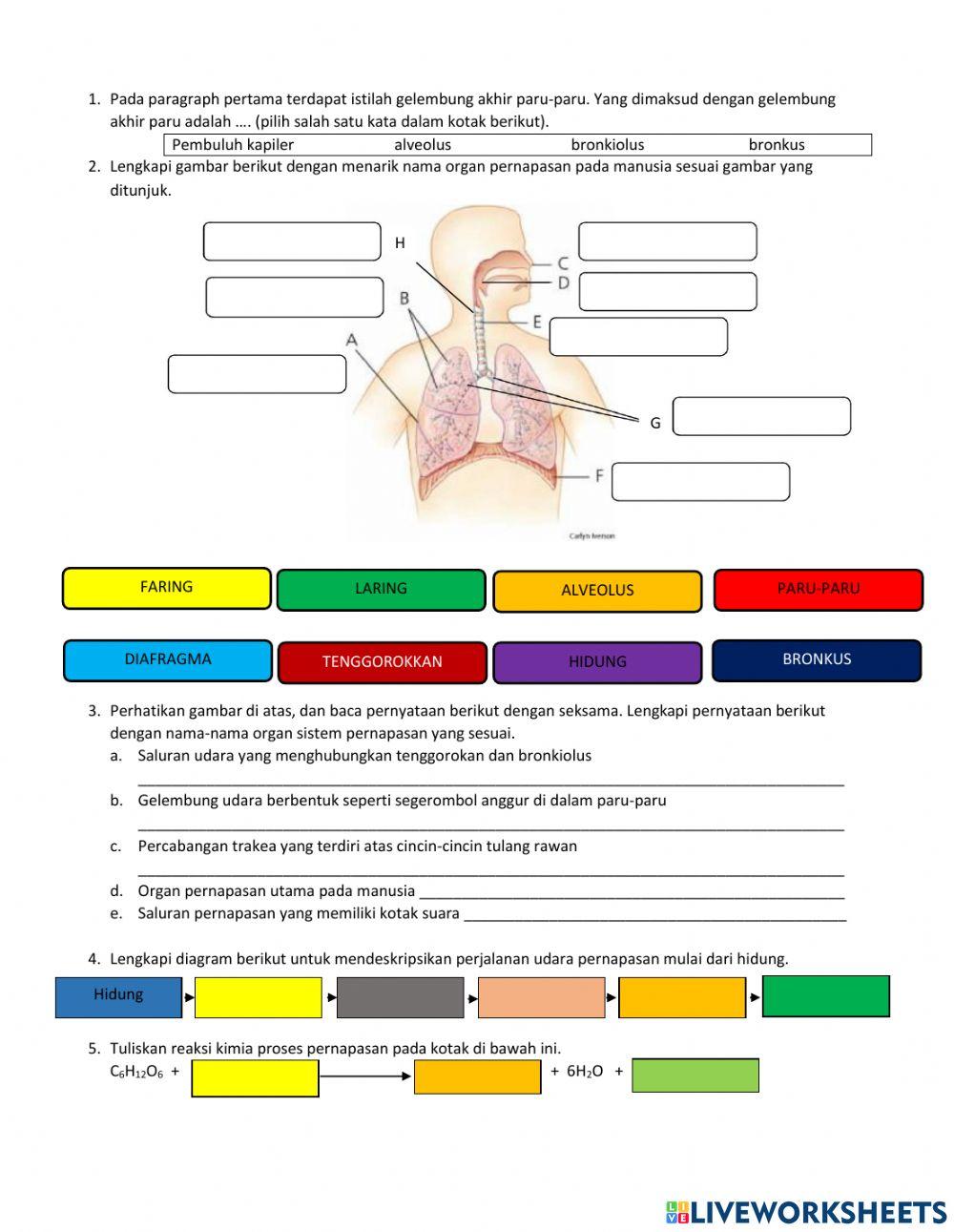 LKPD Sistem Pernapasan