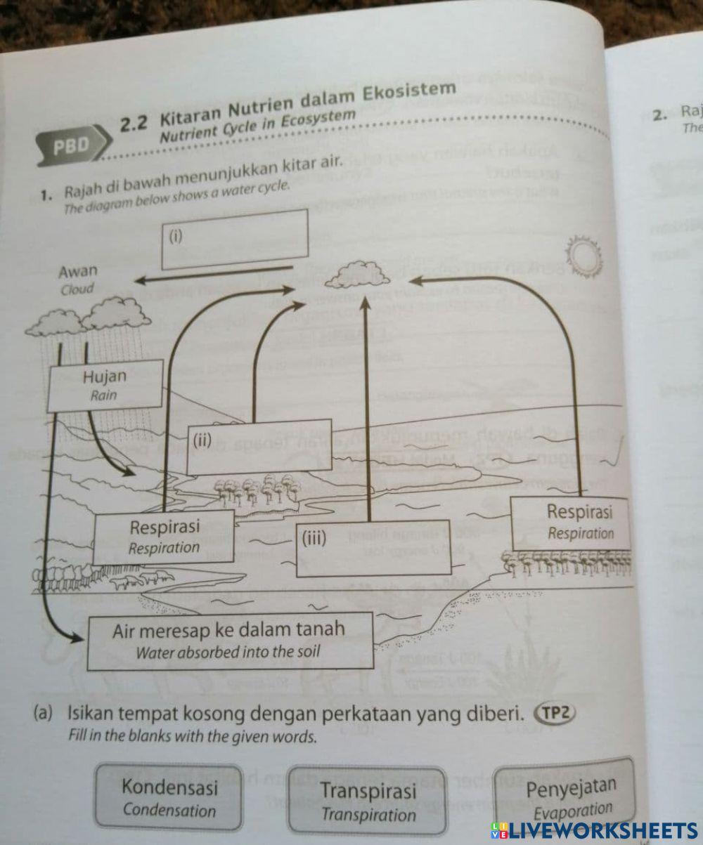 4812394 Nutrient Cycle Diagram Shafizah 4812394 Nutrient Cycle Diagram Shafizah