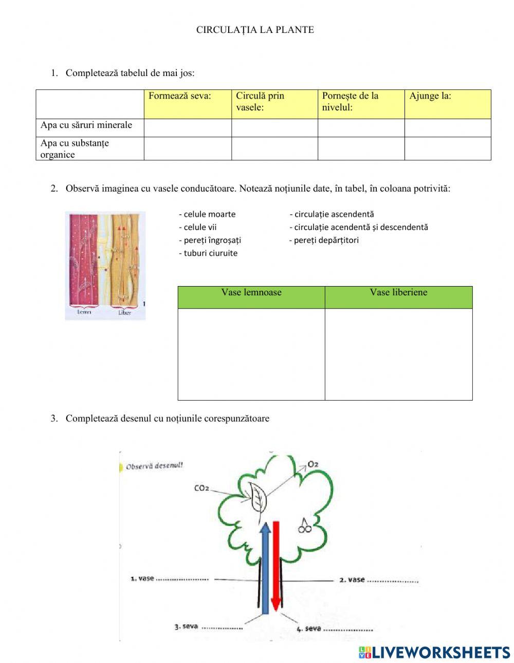 Circulatia la plante