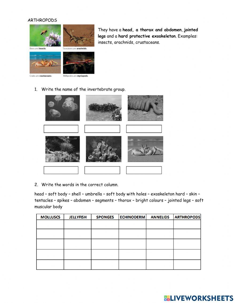 Invertebrates explanation and activities