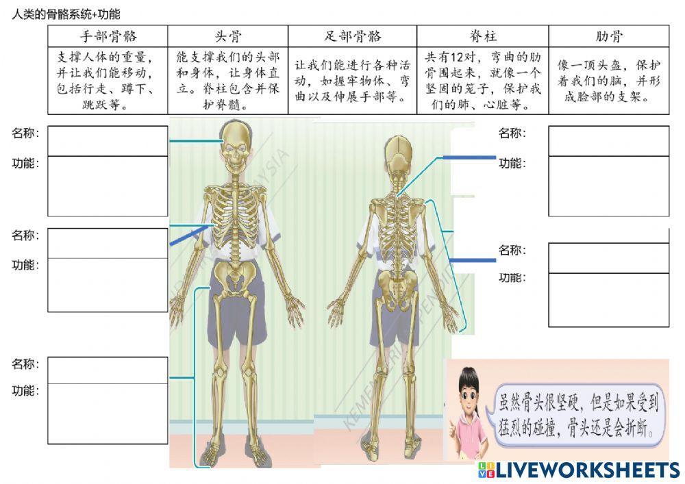 人体的骨骼系统+功能