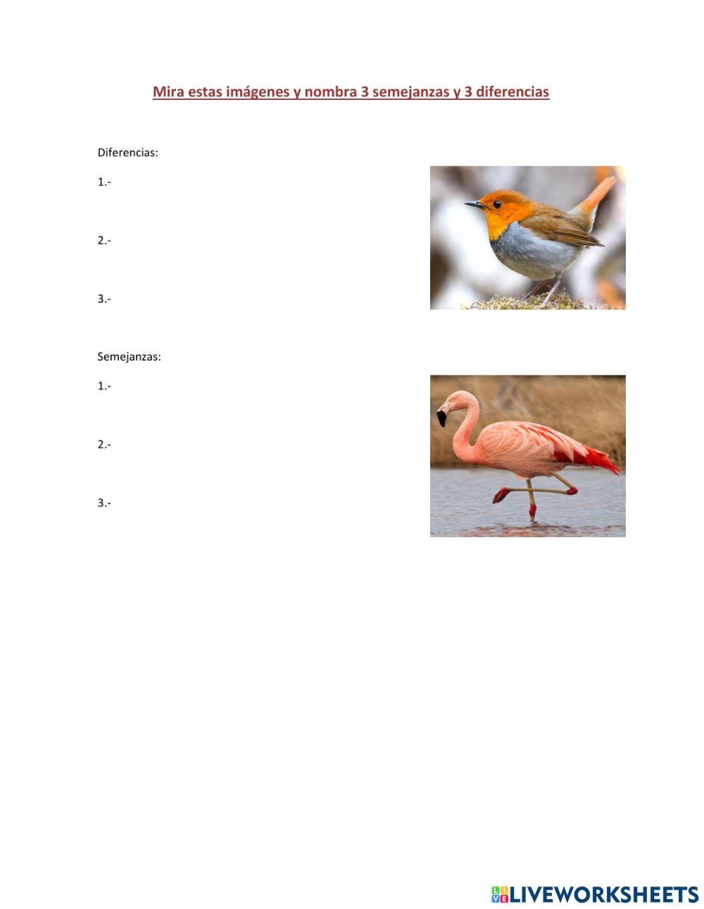 Semejanzas y diferencias