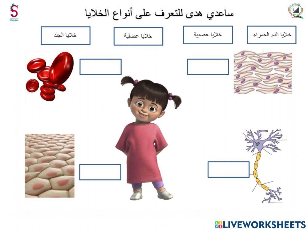 انواع الخلايا