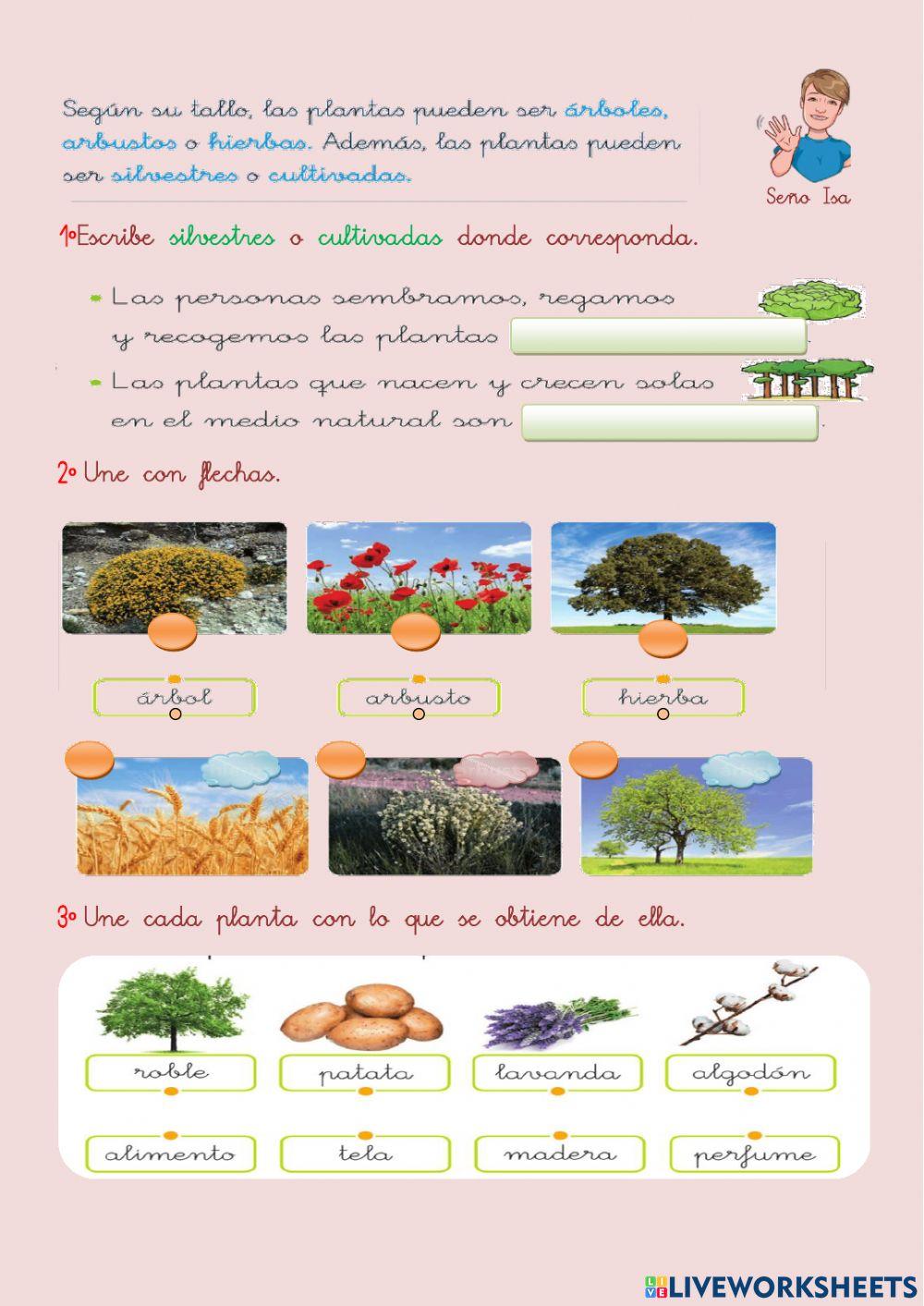 Las Plantas Online Exercise For 1ºprmaria Live Worksheets Las Plantas Online Exercise For 1ºprmaria Live Worksheets