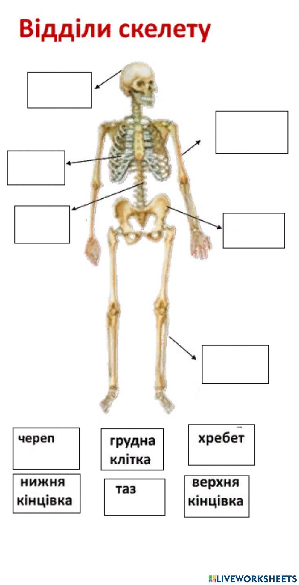 Відділи скелету