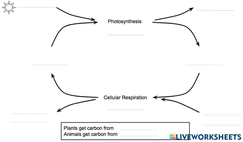 Photosynthesis - Cellular Respiration Flow Chart
