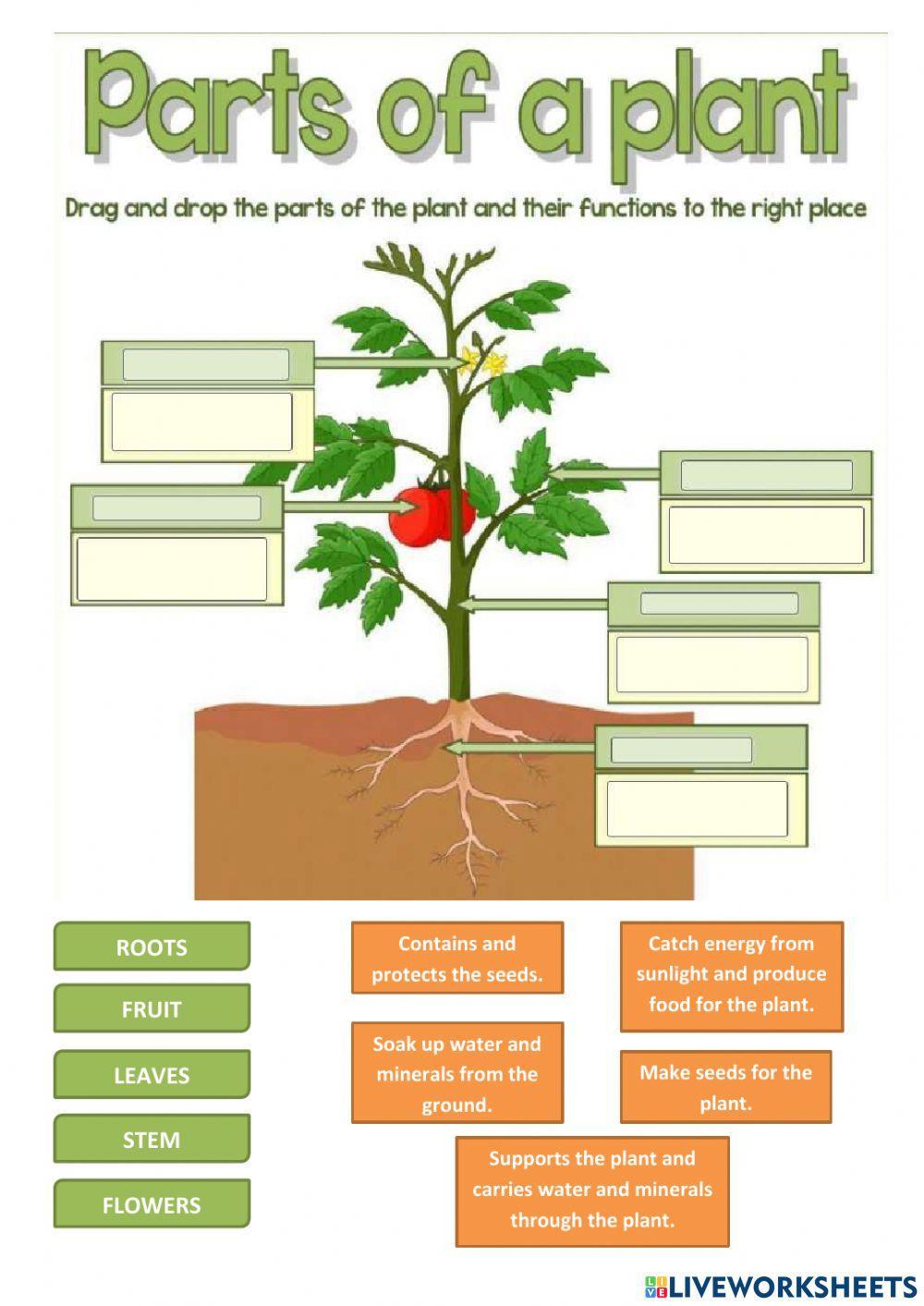 Parts of a plant and functions