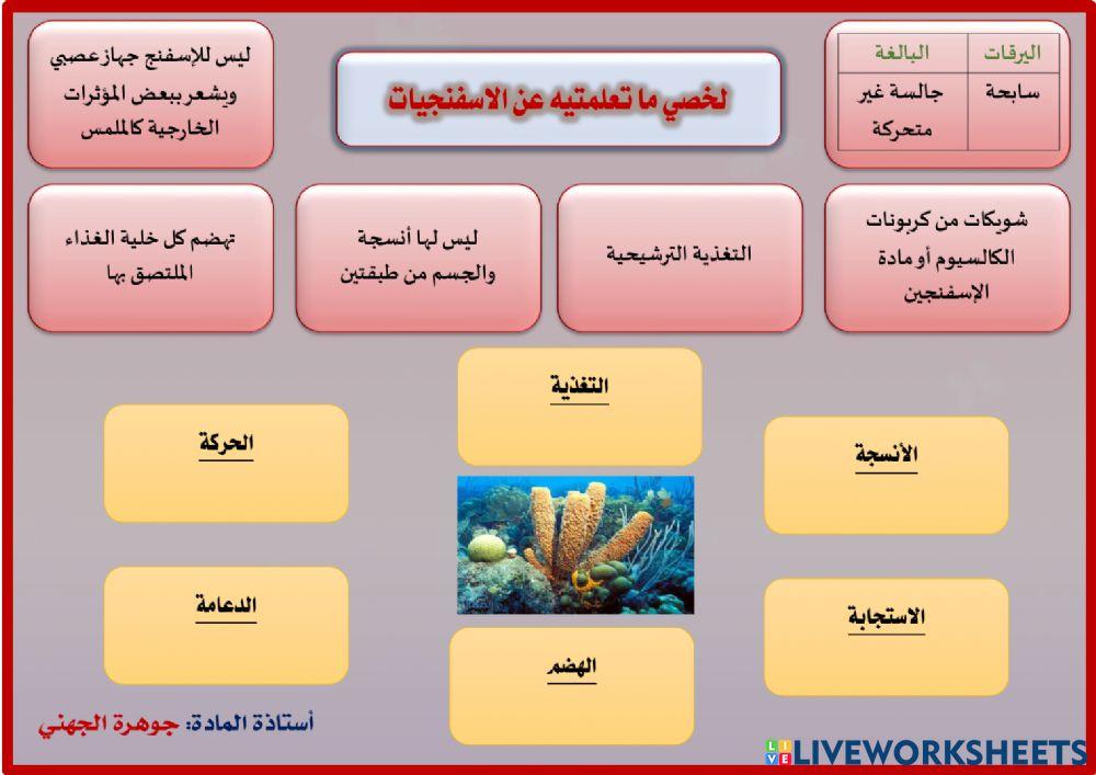 ورقة عمل الاسفنج