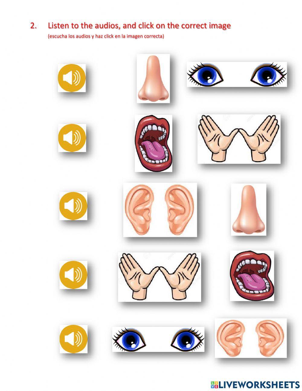 Body parts and senses