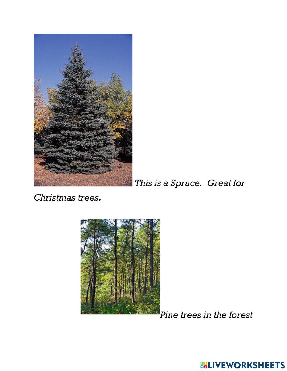 Interesting Parts of a Coniferous Forests