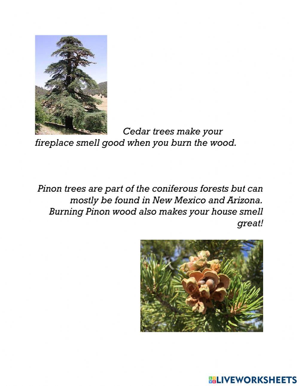 Interesting Parts of a Coniferous Forests
