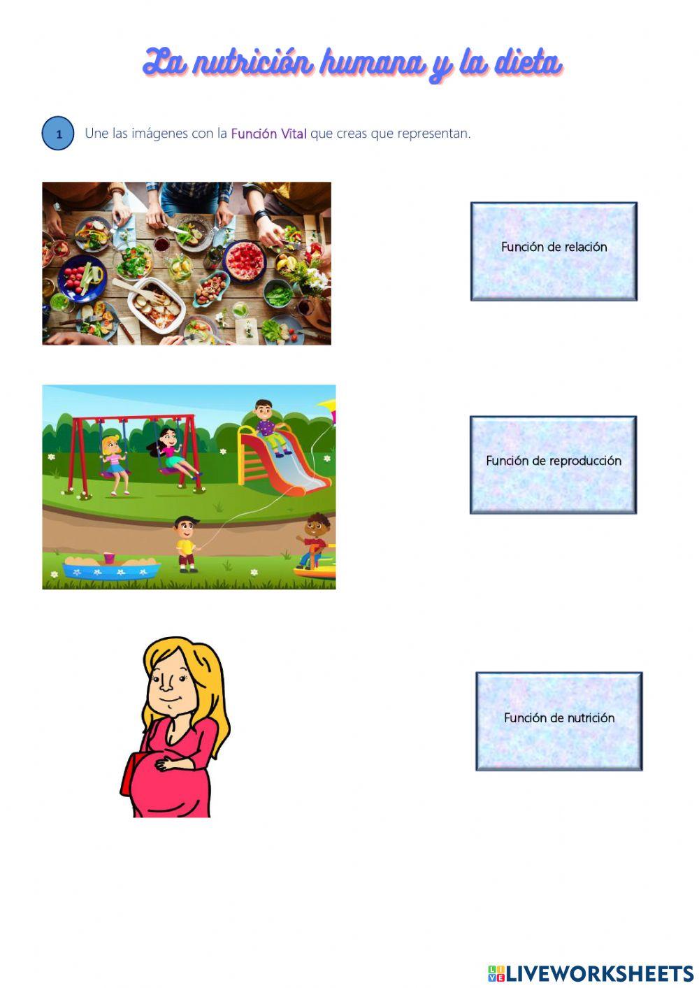 Prueba de evaluación. La nutrición humana y la dieta. 