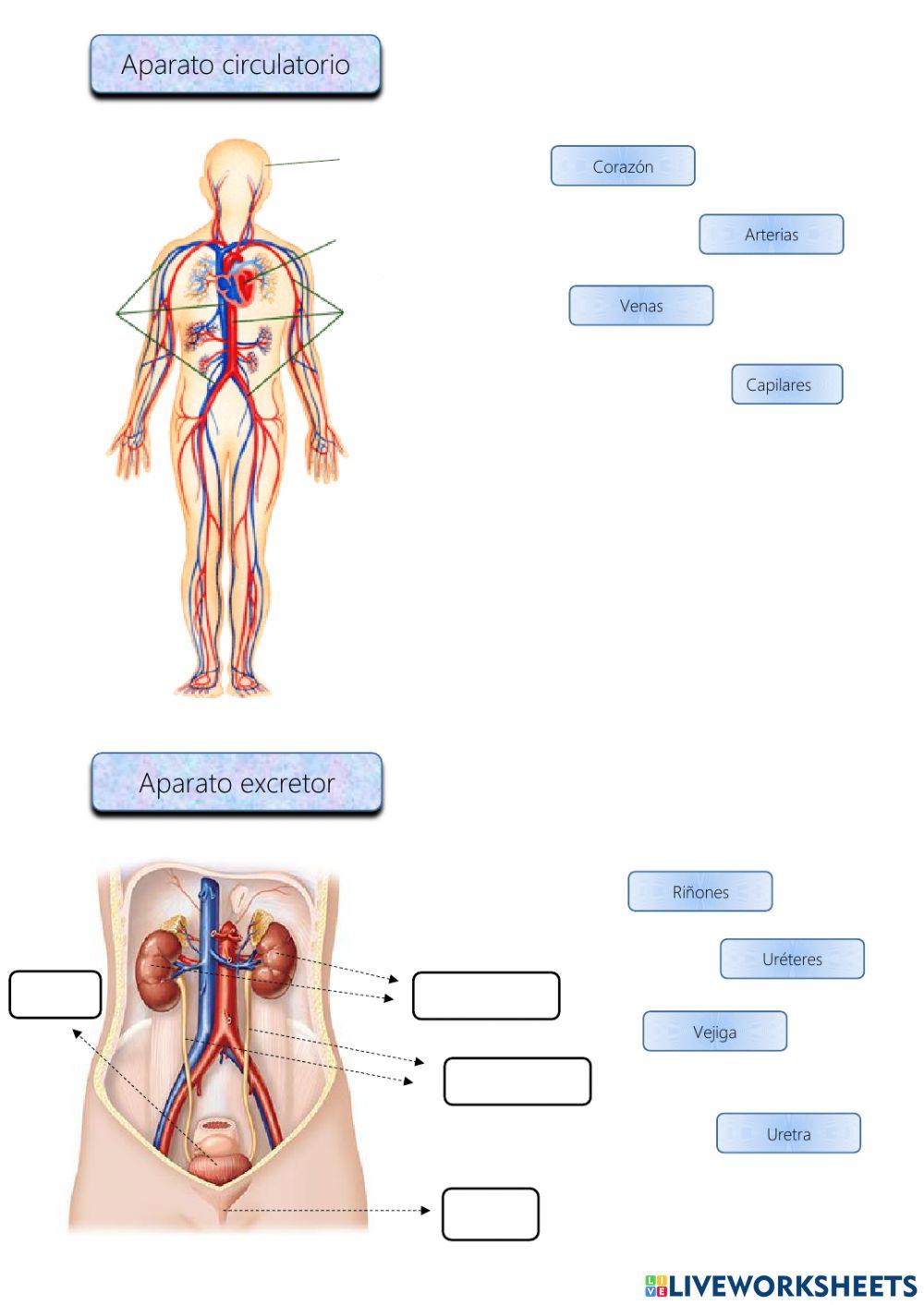 Prueba de evaluación. La nutrición humana y la dieta. 