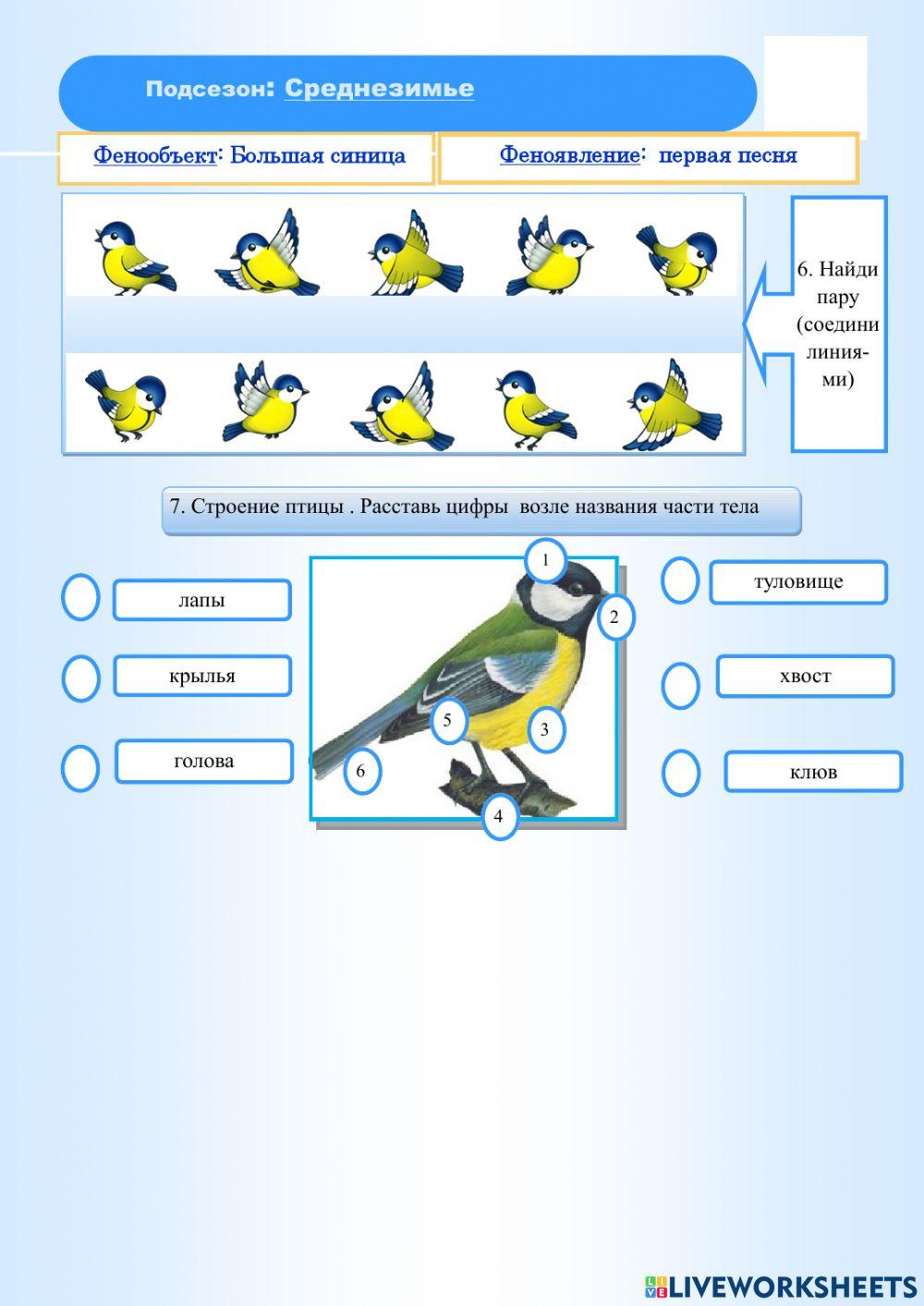 Фенология,зима, синица