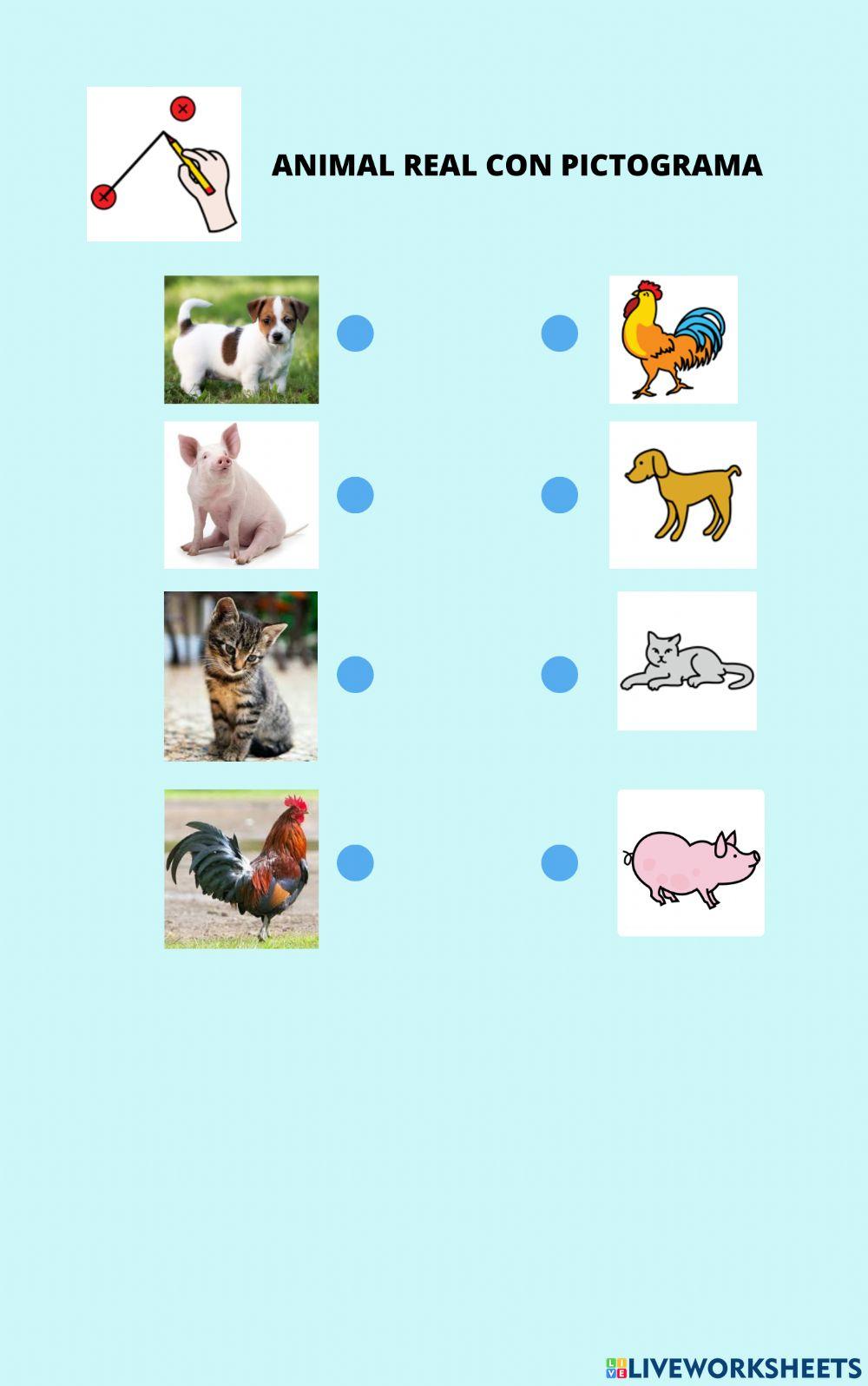Animal real - pictograma (Animales domésticos 2)