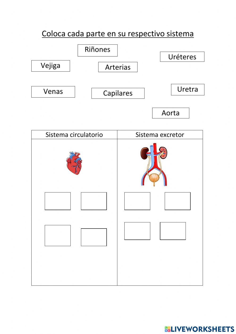 Sistema circulatorio y sistema excretor