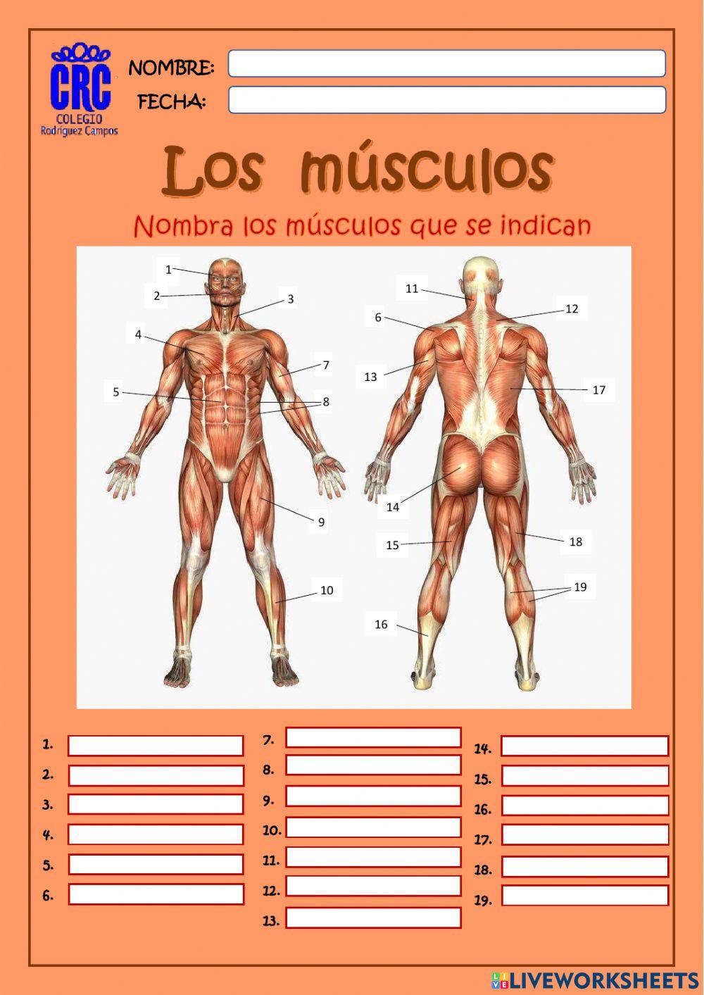 Los músculos