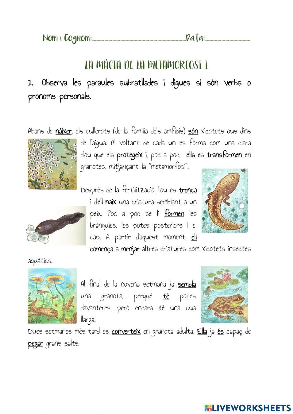 Pronoms personals, verbs