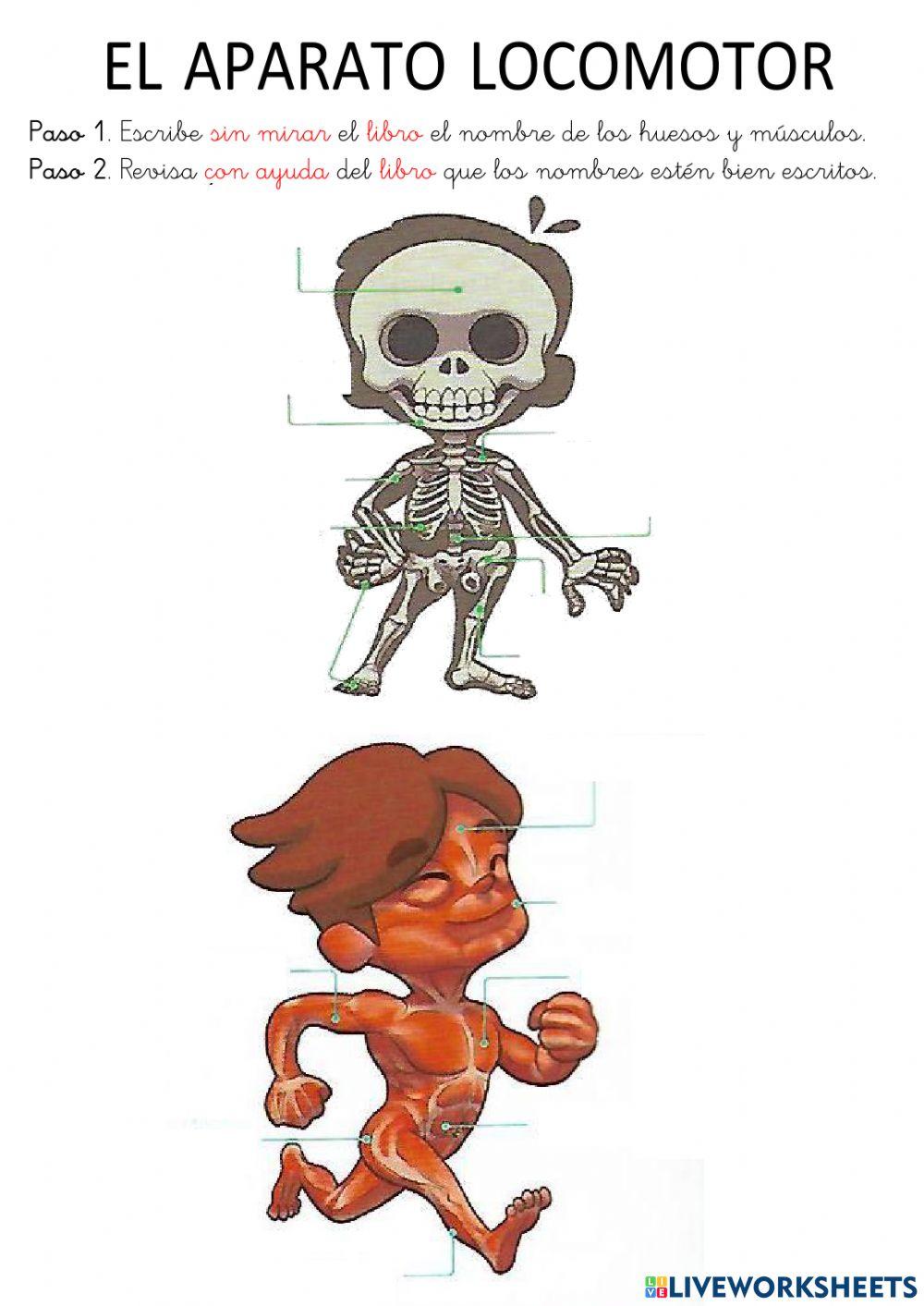 FernándezLaura-AparatoLocomotor