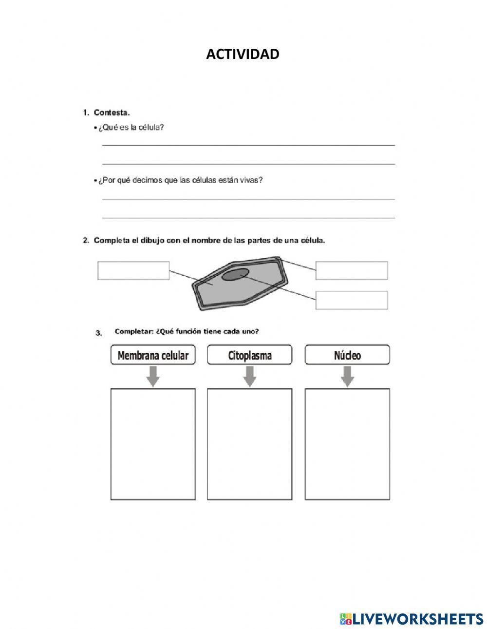 Que hay en el interior de un célula