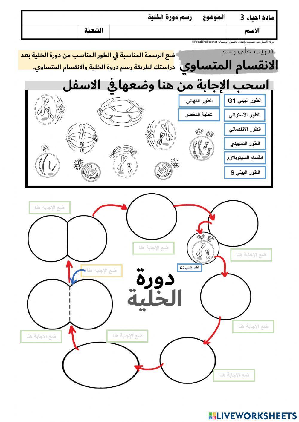 رسم دورة الخلية
