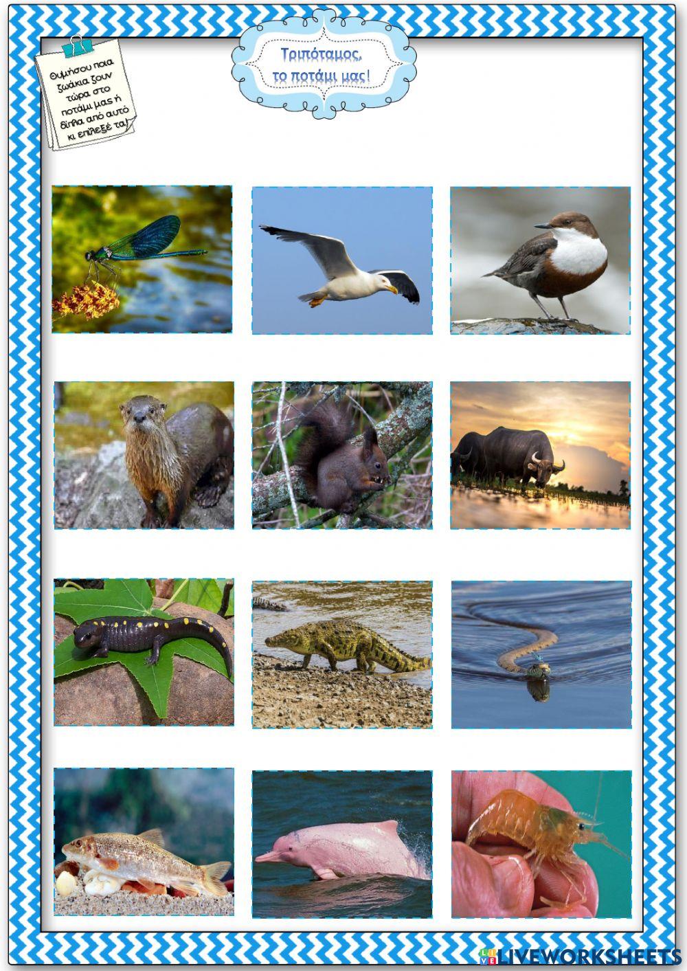 Τριπόταμος, το ποτάμι μας