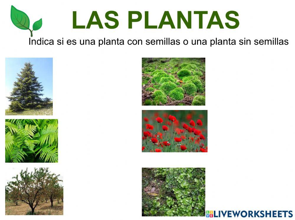 Las plantas