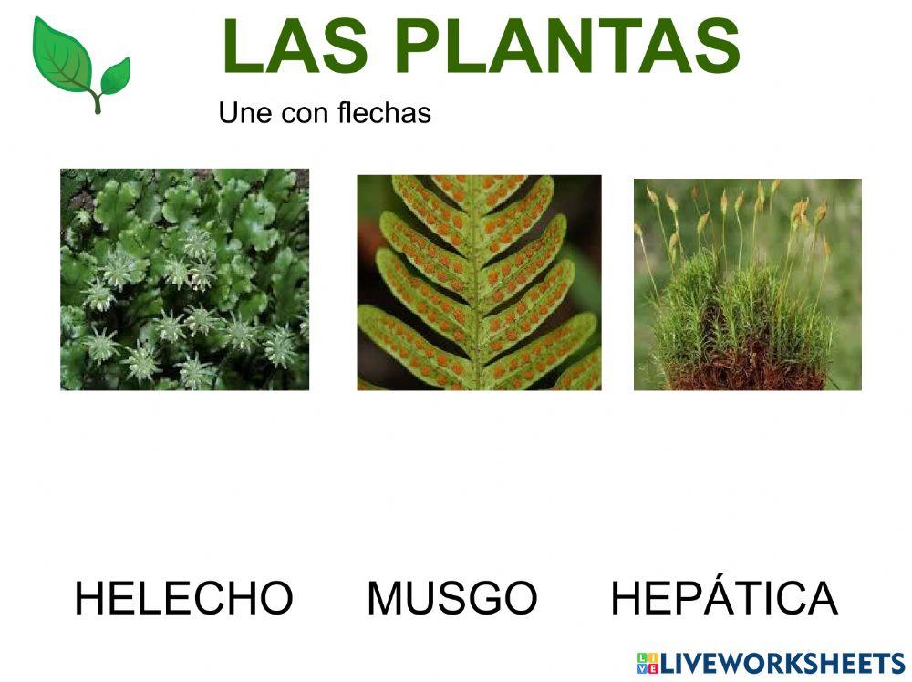 Las plantas