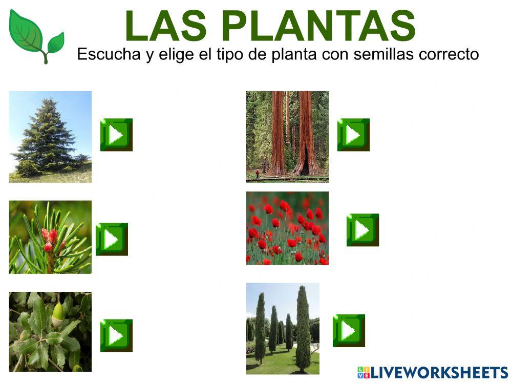 Las plantas