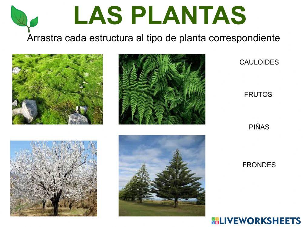 Las plantas