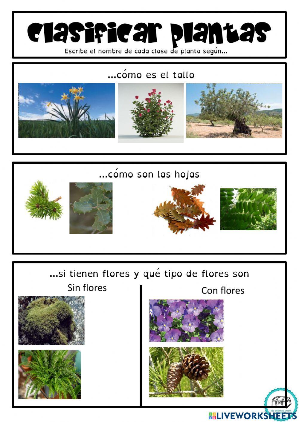 Clasificación de las plantas