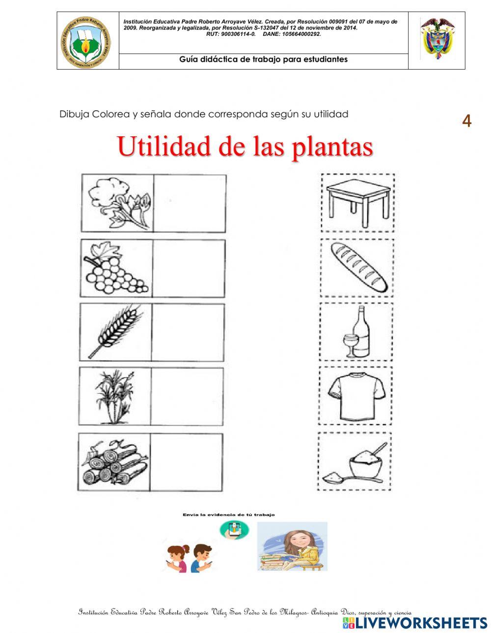 Reconocer las características de las plantas según su utilidad