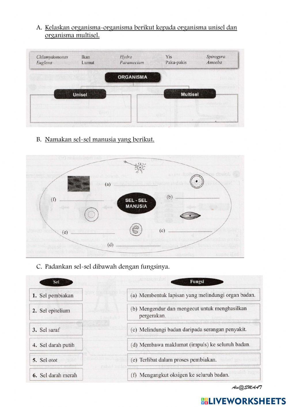 Fungsi dan organisasi sel