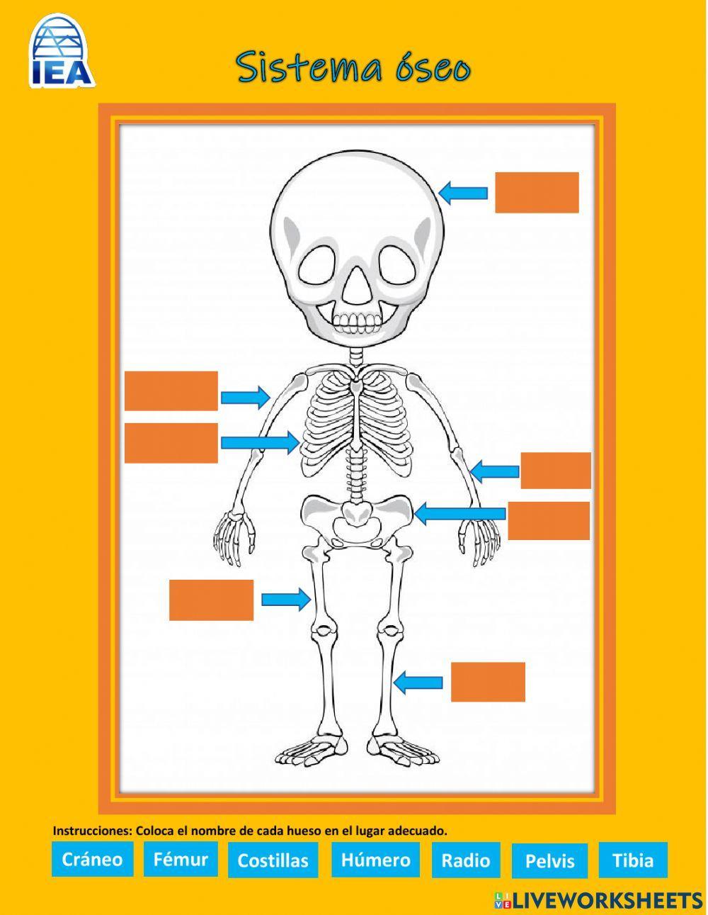 Sistema óseo y muscular