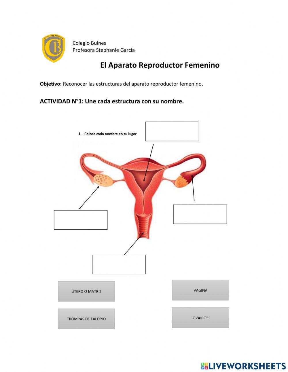 Aparato reproductor femenino Aparato reproductor femenino