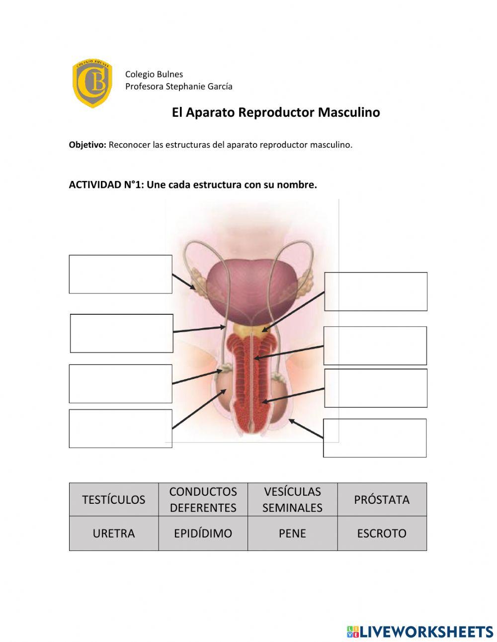 Aparato reproductor masculino Aparato reproductor masculino