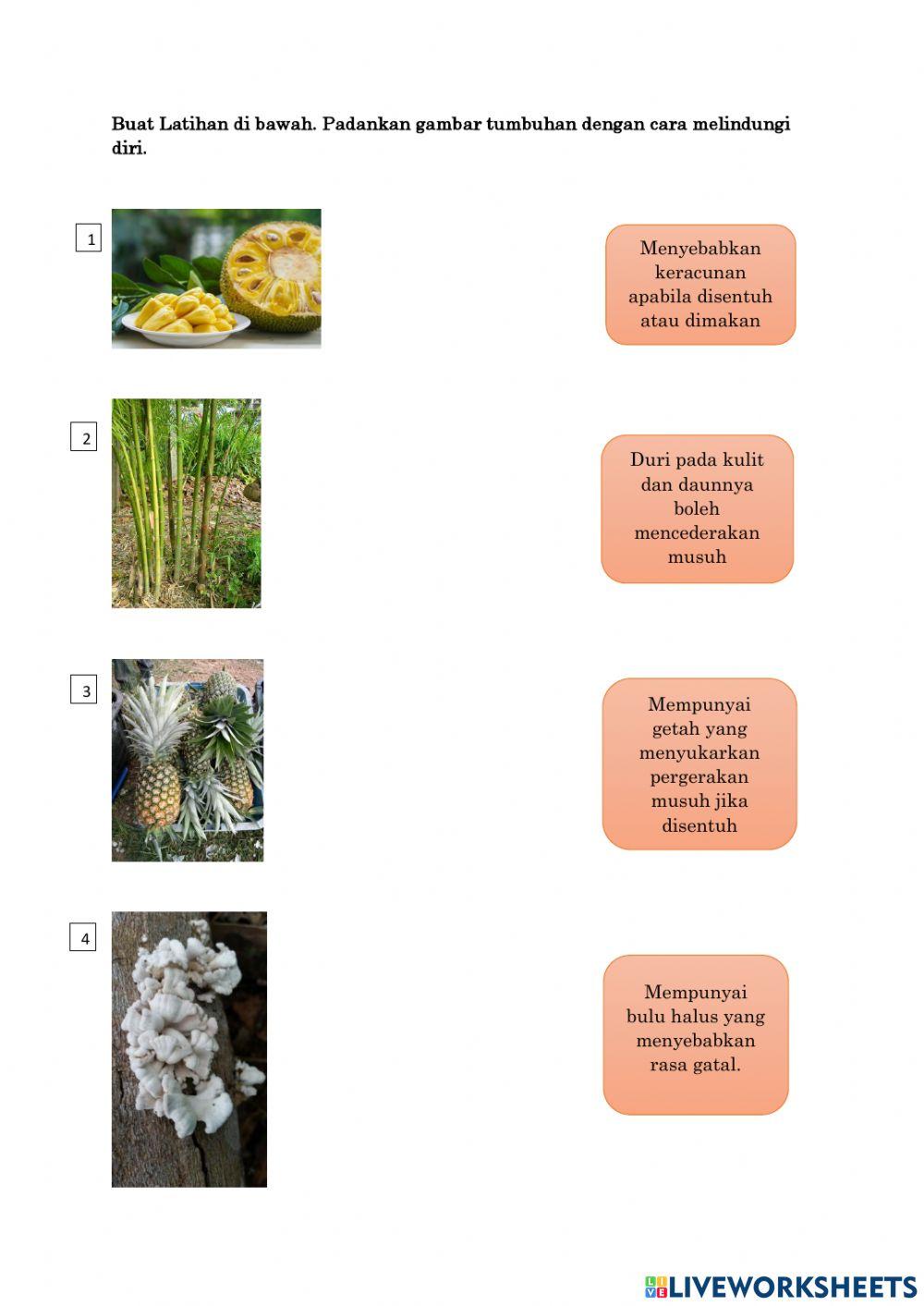 Perlindungan Tumbuhan Daripada Gangguan
