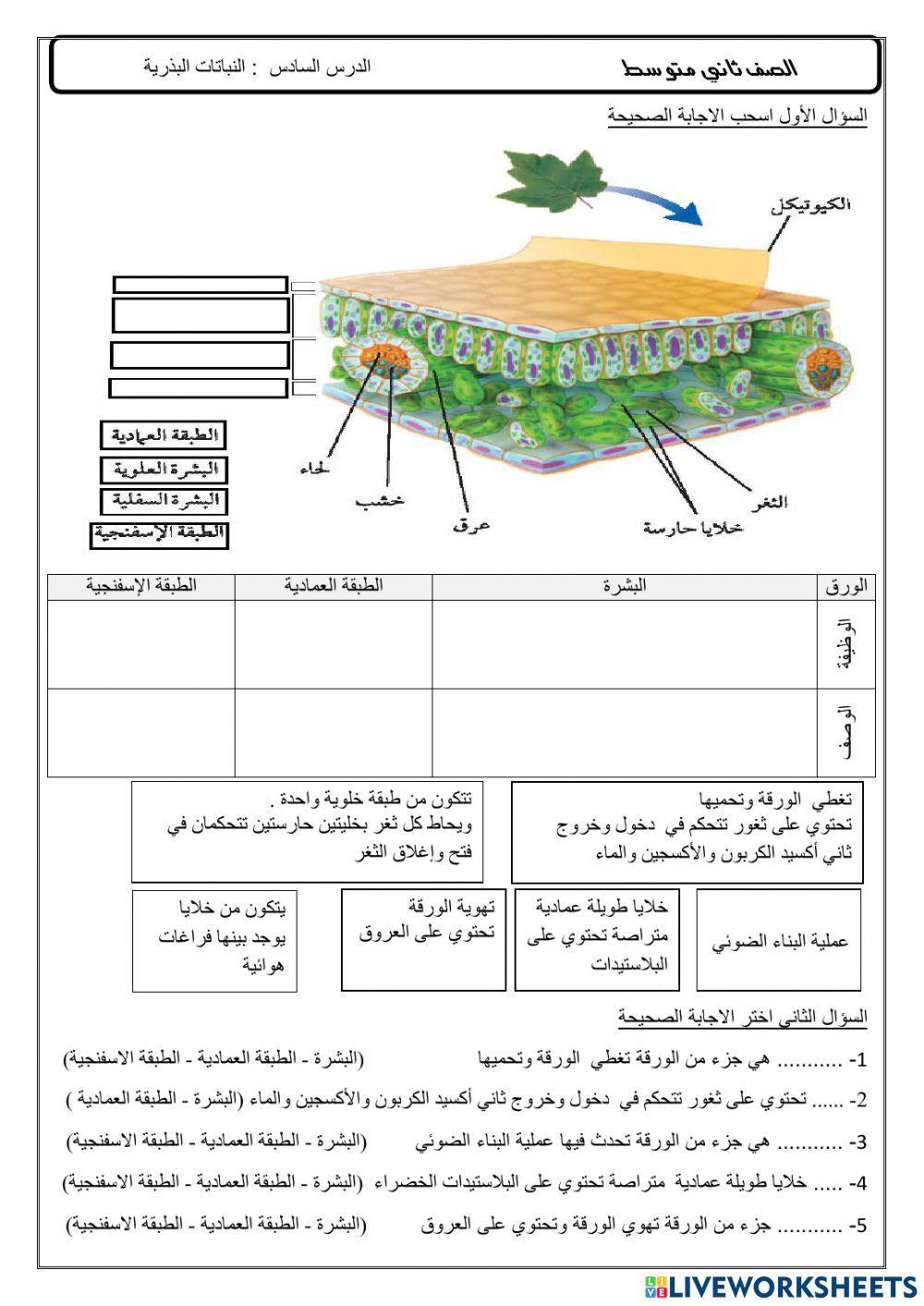 النباتات البذرية